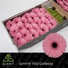 Ge Gr  Box Pink Black Center