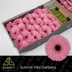 Ge Gr  Box Pink Black Center