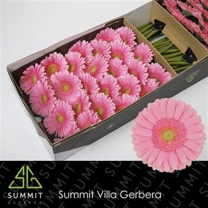 Ge Gr  Box Pink Green Center