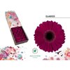 Ge Gr  Box Purple Black Center