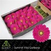 Ge Gr  Box Purple Green Center