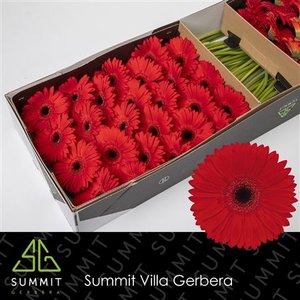 Ge Gr  Box Red Black Center