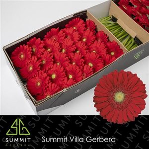 Ge Gr  Box Red Green Center
