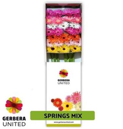 Ge Gr  Box  Spider Mix