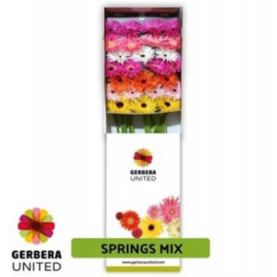 Ge Gr  Box  Spider Mix
