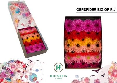 Ge Gr  Box  Spider Mix On Row Holstein