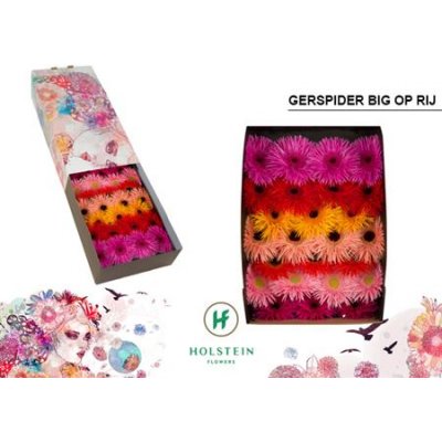 Ge Gr  Box  Spider Mix On Row Holstein