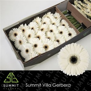 Ge Gr  Box White Black Center