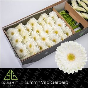Ge Gr  Box White Green Center