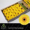 Ge Gr  Box Yellow Black Center