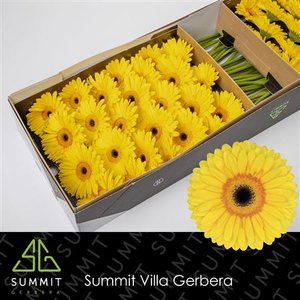 Ge Gr  Box Yellow Black Center