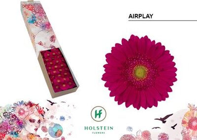 Ge Mi Box Airplay Holstein