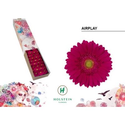 Ge Mi Box Airplay Holstein
