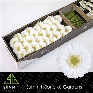 Ge Mi Box Albino