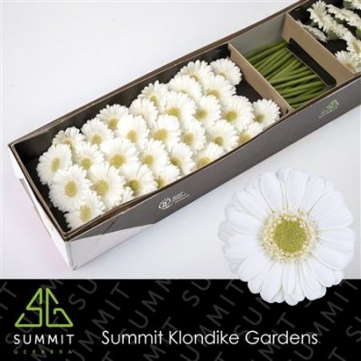 Ge Mi Box Albino