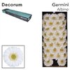 Ge Mi Box Albino Decorum