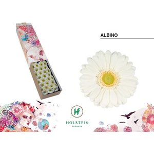 Ge Mi Box Albino Holstein