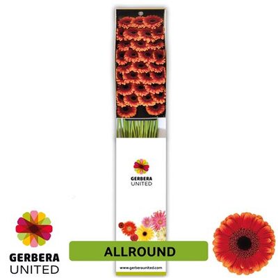 Ge Mi Box Allround
