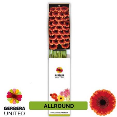 Ge Mi Box Allround