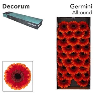 Ge Mi Box Allround Decorum