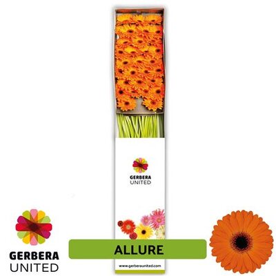 Ge Mi Box Allure
