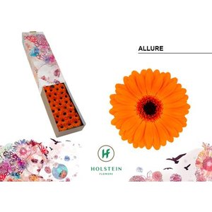 Ge Mi Box Allure Holstein