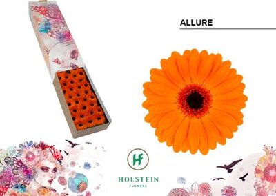 Ge Mi Box Allure Holstein