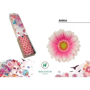 Ge Mi Box Anika Holstein