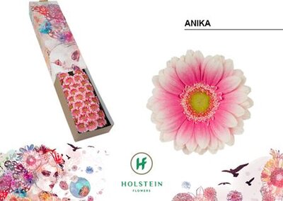 Ge Mi Box Anika Holstein