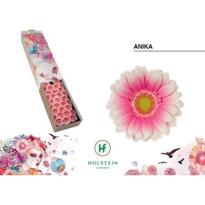 Ge Mi Box Anika Holstein