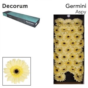 Ge Mi Box Aspy Decorum