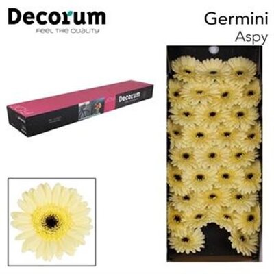Ge Mi  Box Cream Black Center
