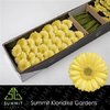 Ge Mi  Box Cream Green Center