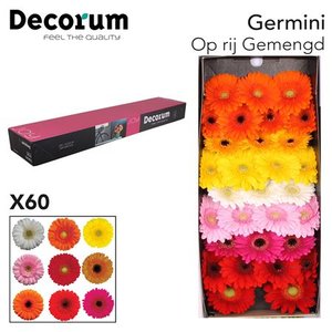 Ge Mi  Box  Mix On Row Decorum