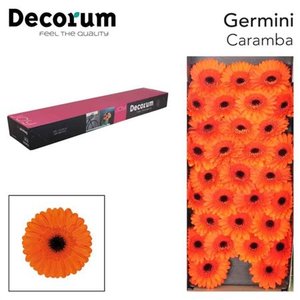 Ge Mi  Box Orange Black Center