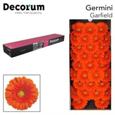 Ge Mi  Box Orange Green Center