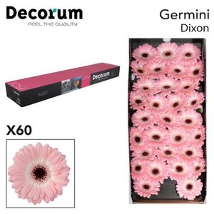 Ge Mi  Box Pink Black Center