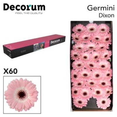 Ge Mi  Box Pink Black Center