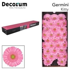 Ge Mi  Box Pink Green Center