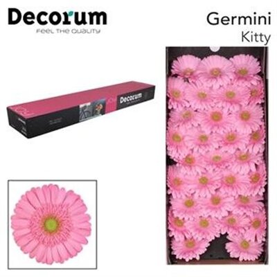 Ge Mi  Box Pink Green Center