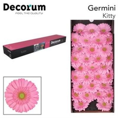 Ge Mi  Box Pink Green Center