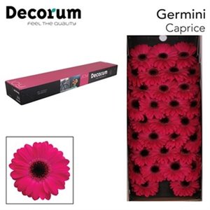 Ge Mi  Box Purple Black Center