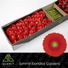 Ge Mi  Box Red Green Center