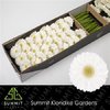 Ge Mi  Box White Green Center