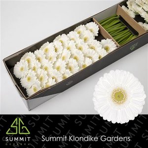 Ge Mi  Box White Green Center