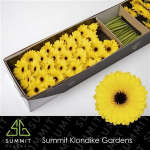 Ge Mi  Box Yellow Black Center