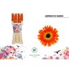 Ge Micro Diamond Piccolini Mario Holstein