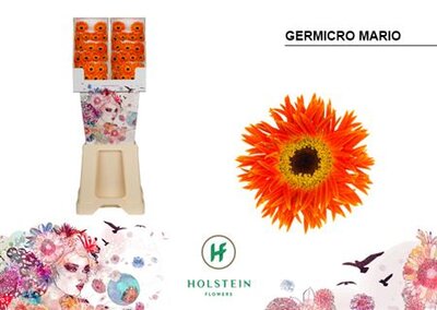 Ge Micro Diamond Piccolini Mario Holstein