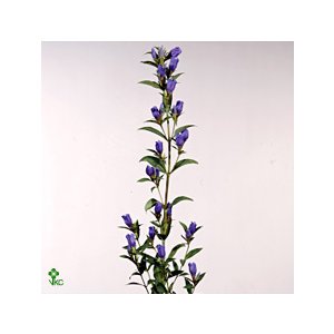 Genti Just Blue