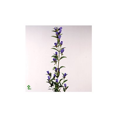 Genti Blue Sky